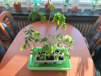 6 Tomatenpflanzen 40-60 cm hoch Bergedorf - Hamburg Lohbrügge Vorschau