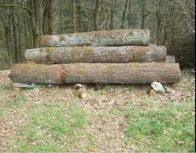 Suche baumstämme Eiche stammholz brennholz sturmholz in Haselund