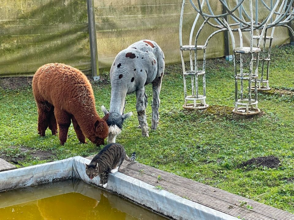 Alpaka Wanderungen mit Kaffee/Kuchen, jedes WE bei Lübeck in Stockelsdorf