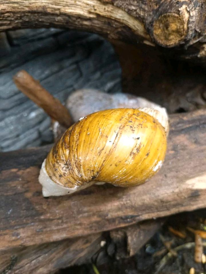 Achatschnecken in Berlin