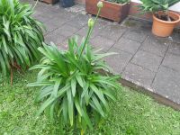 Agapanthus / Schmucklilie Hessen - Seligenstadt Vorschau