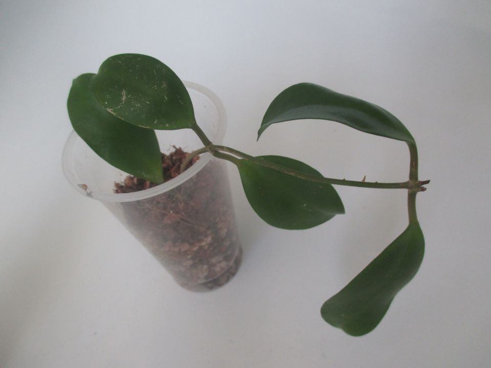 Hoya elmeri (ehemals H. mindorensis ssp. superba) in Seifhennersdorf