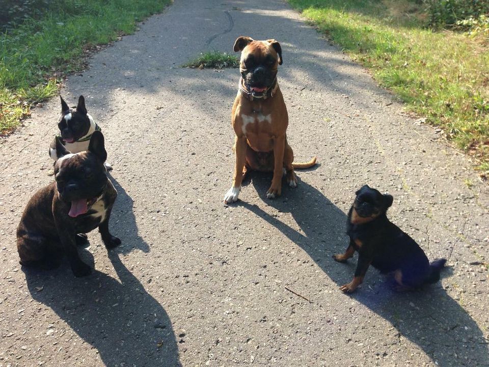 Gassiservice zert&gepr. / Hundeausführer / Dogwalker / Gassigeher in Henstedt-Ulzburg