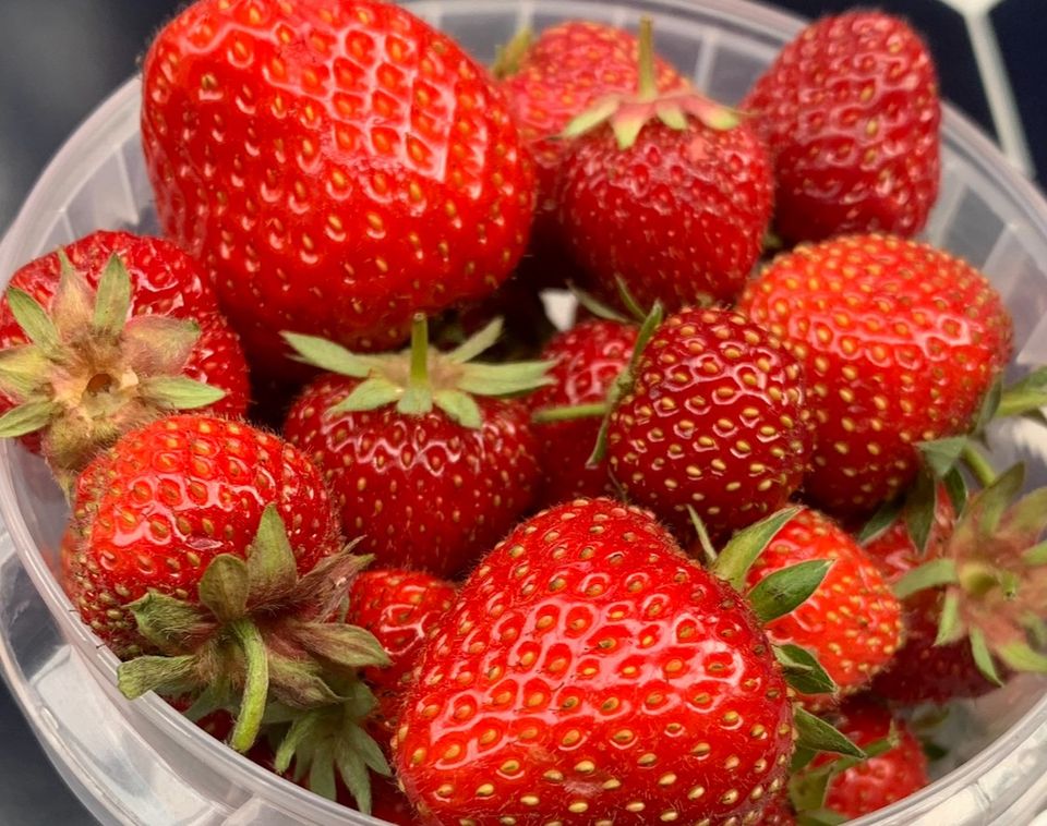 Erdbeerpfanzen♥️Ableger Erdbeeren/ Pflanzen in Großobringen