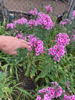 Hoher Stauden Phlox paniculata pink große Pflanze Bayern - Alling Vorschau