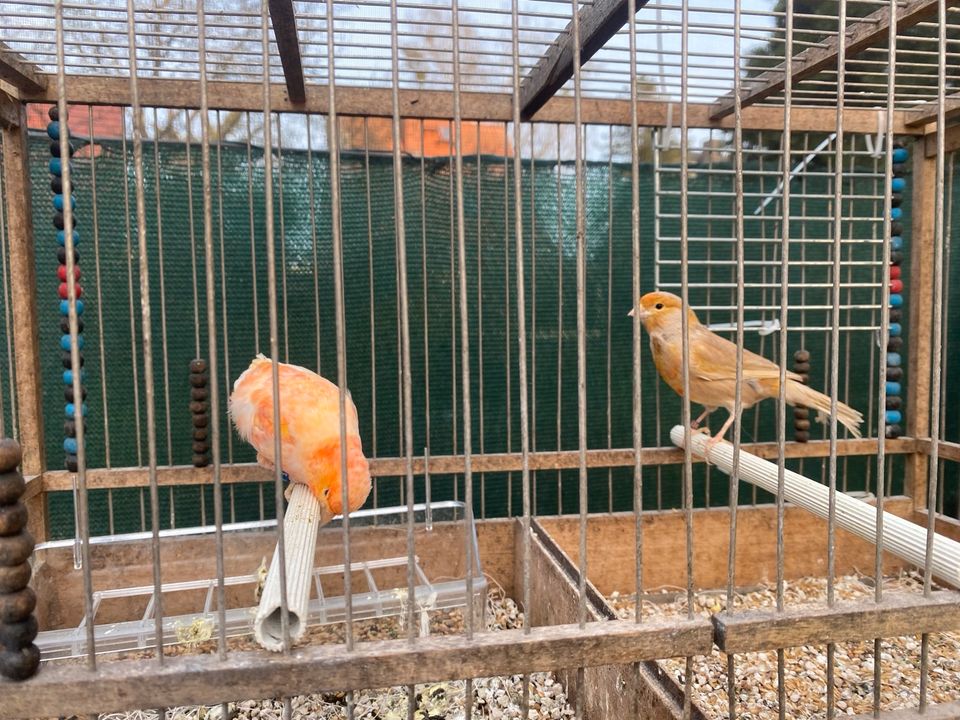 Kanarienvögel paar in Berlin
