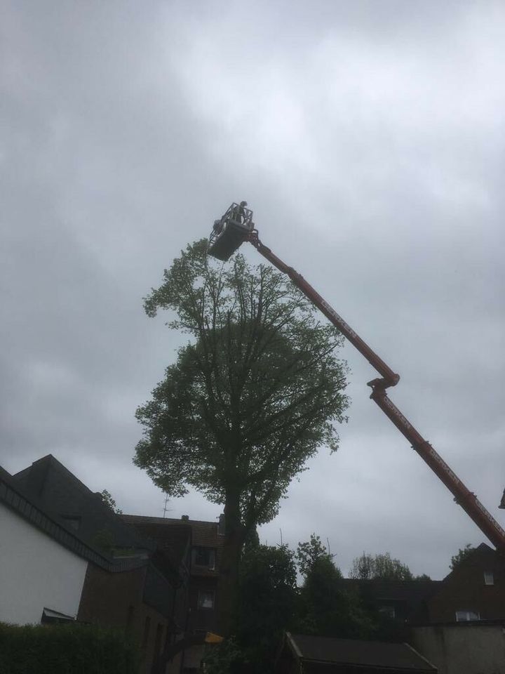 Bäume Fällungen, Baumfällung,  Wurzel fräsen, Hecke schneiden. in Essen