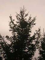Suche Drechselholz, Walnuss, Obstbaum oder andere. Kr. Landshut - Furth Vorschau