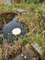 Teichaufgabe, Pflanzen abzugeben Niedersachsen - Glandorf Vorschau