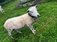 Texel Schafsbock Sachsen - Stollberg Vorschau