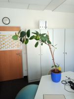 Gummibaum / 100cm mit Blumentopf Dresden - Äußere Neustadt Vorschau