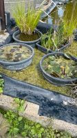 Japanische Wasserpflanzen, kleinwüchsige Pflanzen Hessen - Ranstadt Vorschau