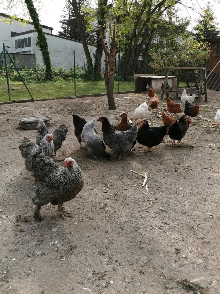 Hühner Legehennen in Hanau