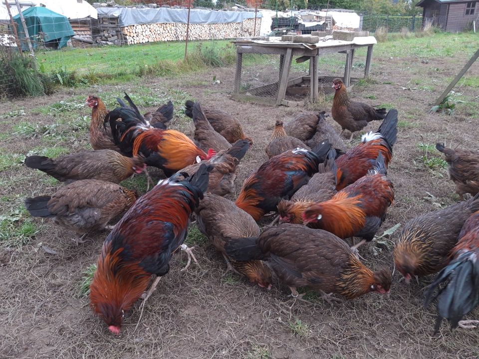 30 Bruteier Altsteirer Hühner wildbraun in Mörsdorf Hunsrück