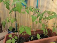 Tomaten Pflanzen, selbst gezogen, Stk 1,50€ Schleswig-Holstein - Großenwiehe Vorschau