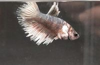 Männchen/ Betta splendens/ Kampffisch/ CTDE/ Crowntail Dumbo Niedergörsdorf - Blönsdorf Vorschau