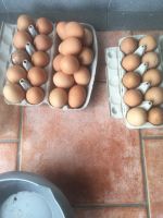 Eier abzugeben von eigenen Hühnern Nordrhein-Westfalen - Gangelt Vorschau