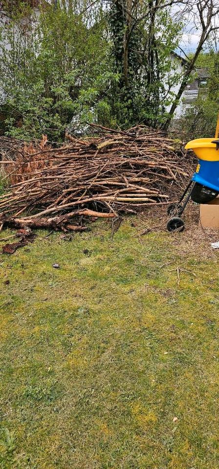 holz baum/Äste Abzugeben. in Brilon