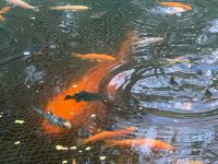 Koi Jungfische Teich Fisch Koiteich Teichfische Japan Naturteich Saarland - Schwalbach Vorschau