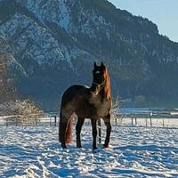 Pflege - Reitbeteiligung Bayern - Schwangau Vorschau