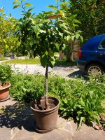 Grapefruit Baum (40 Jahre alt) Bayern - Bad Feilnbach Vorschau