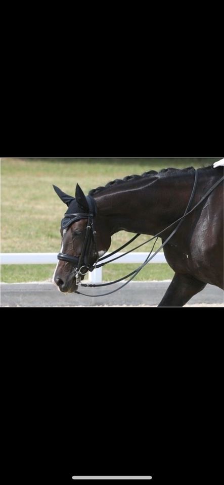 Kandare WB Trense schwarz Warmblut Euroriding Full in Dresden