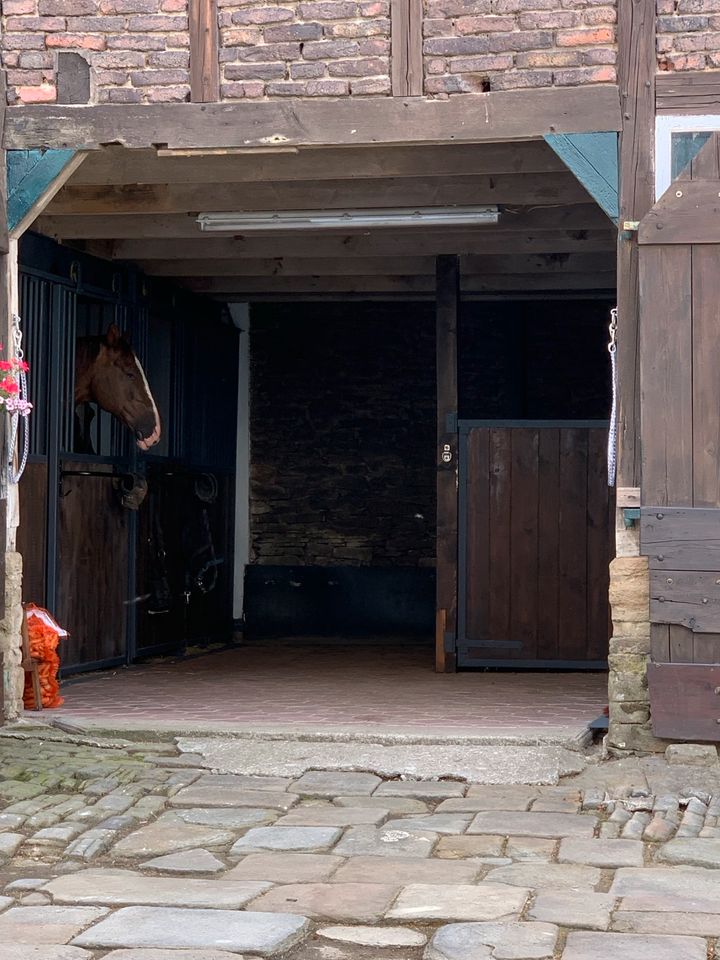 Offenstall- Platz frei für Pony!! in Hattingen