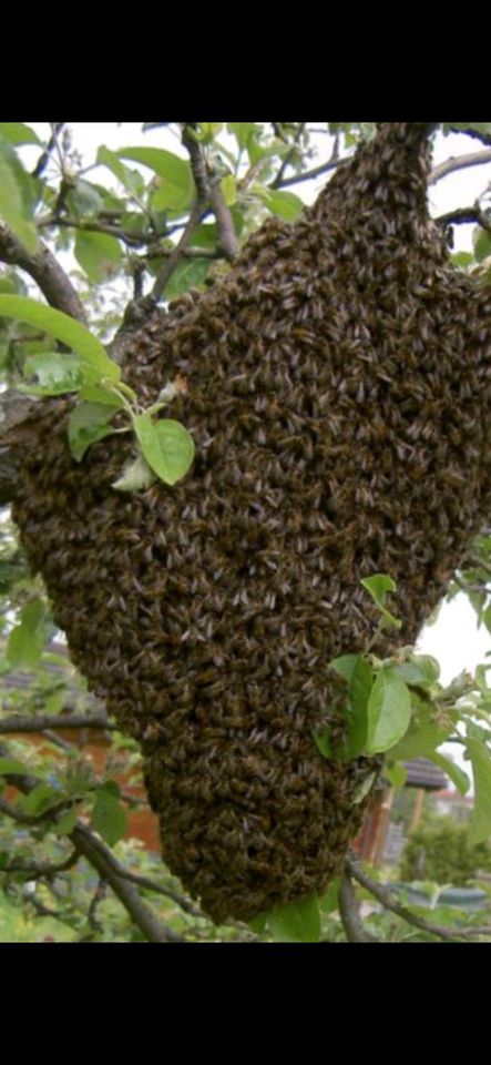 Bienenschwarm einfangen, Honigbienen,Bienen, Imker in Lübeck