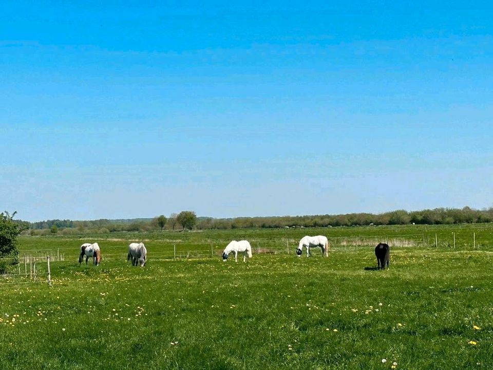 Offenstall/Aktivstallplätze in Groß Rheide