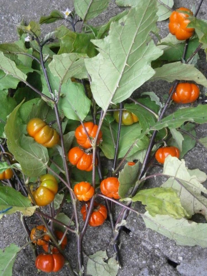 RARITÄT!    ÄTHIOPISCHE EIERFRUCHT (Solanum aethiopicum) in Lutherstadt Wittenberg