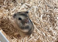 Hamster in gute Hände abzugeben Nordrhein-Westfalen - Wettringen Vorschau