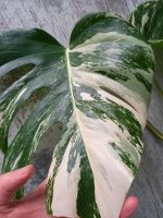 Monstera variegata Delicosa Nordrhein-Westfalen - Sprockhövel Vorschau