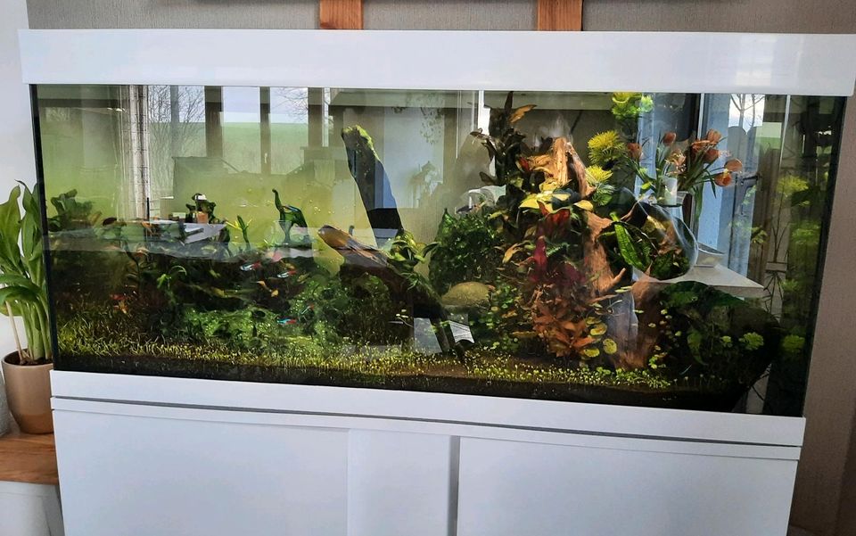 Aquarium Eheim vivaline 180 mit viel Zubehör in Grevesmuehlen