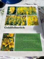 Goldfelberich im Topf Bremen - Osterholz Vorschau