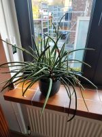 Großer Bogenhanf Sansevieria Zimmerpflanze Nordrhein-Westfalen - Hennef (Sieg) Vorschau