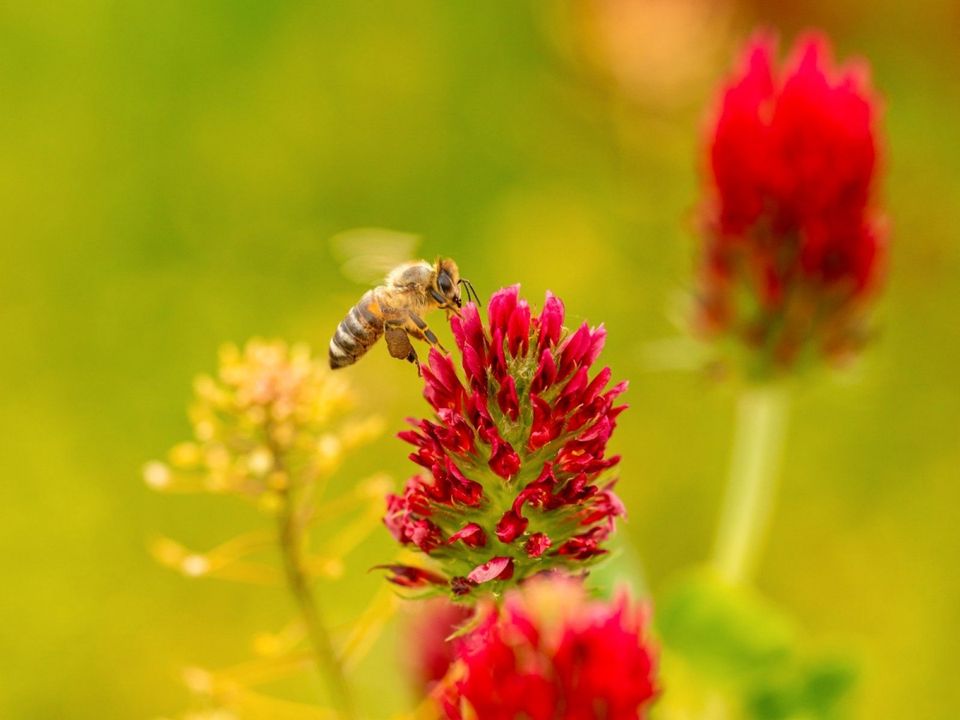 Inkarnatklee Samen roter Klee Bienen besserer Boden Rosenklee in Pfedelbach