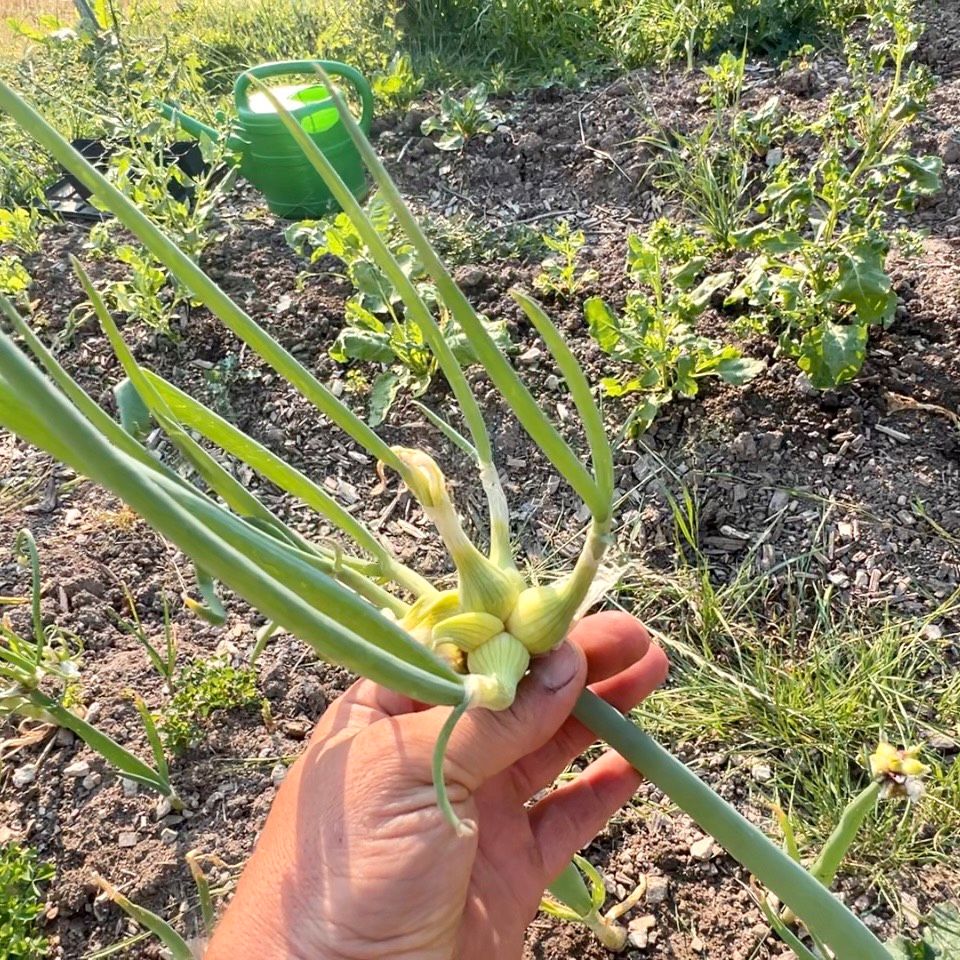 Ewige Zwiebel - Luftzwiebel (Allium cepa var. proliferum) in Friesenheim