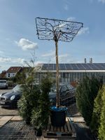 Dachplatane Baum/Plantanus x Acerfolia/Dachform XXXL Hessen - Rodenbach Vorschau