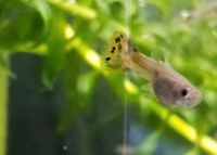 Wunderschöne Baby Guppies Babys Aquarium Baden-Württemberg - Schwäbisch Gmünd Vorschau