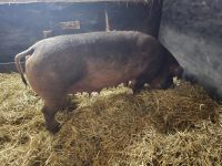 Duroc Schwein Sau Brandenburg - Sieversdorf-Hohenofen Vorschau