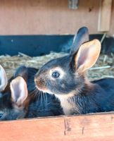 Junge Kaninchen, Rasse Hasenkaninchen lohfarbig Niedersachsen - Norden Vorschau