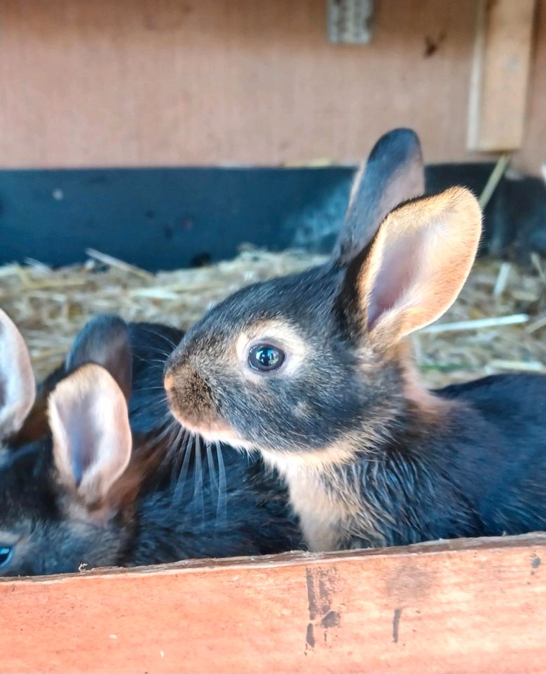 Junge Kaninchen, Rasse Hasenkaninchen lohfarbig in Norden