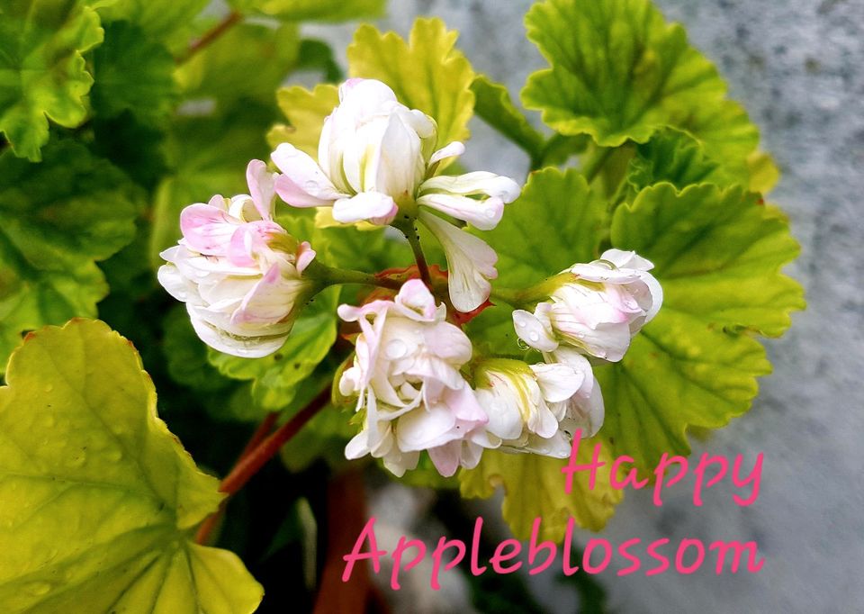 Unbewurzelter Ableger Geranie, Pelargonie "Happy Appleblossom" in Niederstotzingen