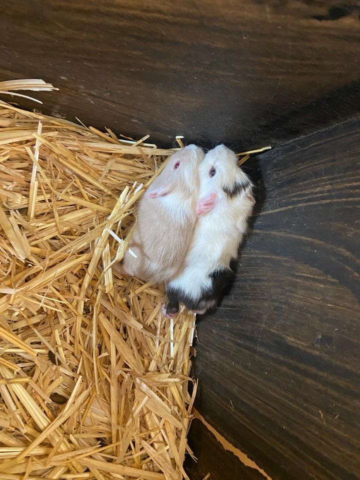 Meerschweinchen, Meeris, Weibchen +Männchen in Georgsmarienhütte