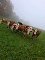 Job in der Landwirtschaft Bayern - Tussenhausen Vorschau