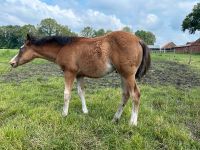 Paint Horse Hengstfohlen, Reining Linie, Splash Niedersachsen - Haselünne Vorschau