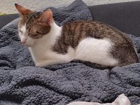 Hauskatze Katze Mia Nordrhein-Westfalen - Ibbenbüren Vorschau