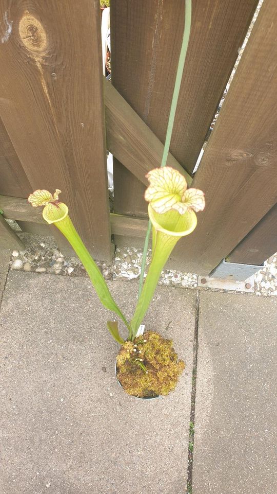 Sarracenia Leah Wilkerson MK H112, Fleischfressende Pflanze in Wallenhorst