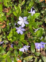 Vinca Minor Pflanze Blume lila Setzling kleinblättriges immergrün Baden-Württemberg - Muggensturm Vorschau