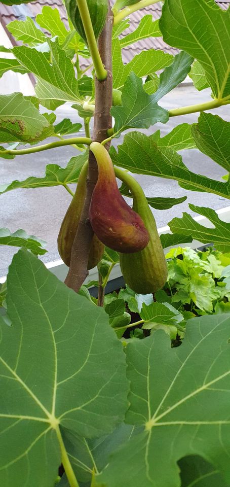 Feigenbaum Ficus Carica Loungue d'Aoút in Dormagen